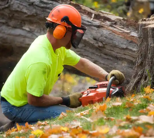 tree services Bay View